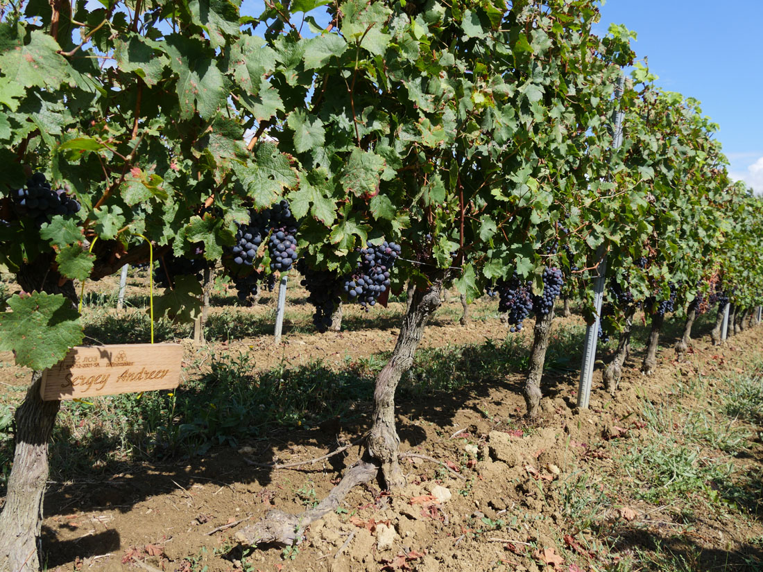 Виноградник на урожай